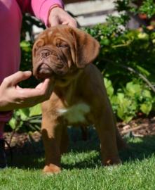 Dogue de Bordeaux - mit FCI Stammbaum