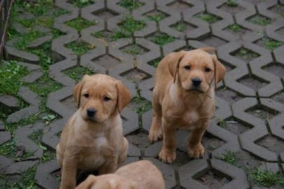 Labradorwelpen,reinrassig,blond-foxred. 
