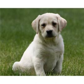 Labradorwelpen,reinrassig,blond-foxred. 
