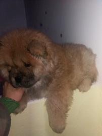CHOW CHOW ZU VERKAUFEN