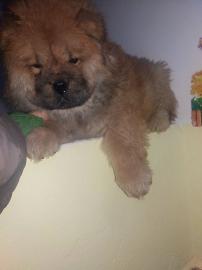 CHOW CHOW ZU VERKAUFEN