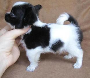 S��e Langhaar und Kurzhaar Chihuahua Wel