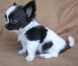 S��e Langhaar und Kurzhaar Chihuahua Wel