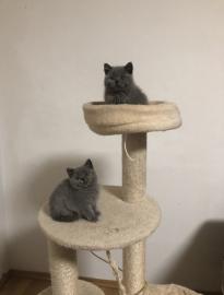 BKH Kitten