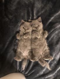 BKH Kitten