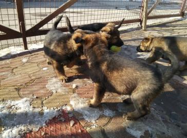 Welpen Deutsch Sch�ferhund zu verkaufen
