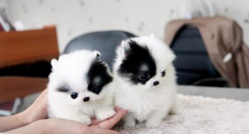 Zuckers�sse Mini Zwergspitz Pomeranian B