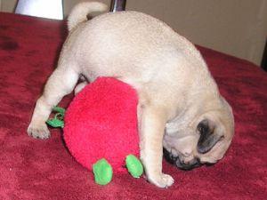 S��e Mops-Welpen