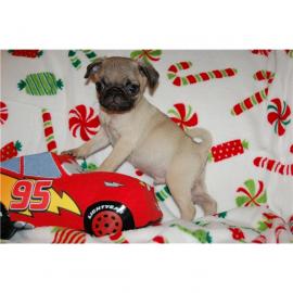 S��e Mops-Welpen