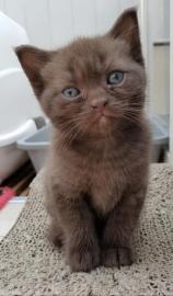 Schokolade Britisch Kurzhaar K�tzchen