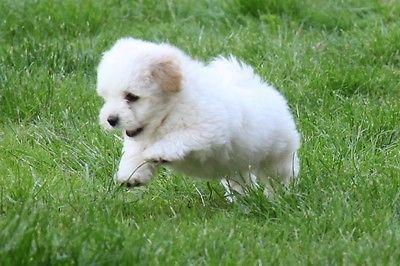 sozialisierte Coton De Tulear Welpen zu