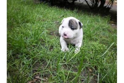 Wir haben kr�ftige American Bulldog (Bul