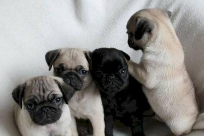 Perfekte Mops Welpen 12 Wochen Alt