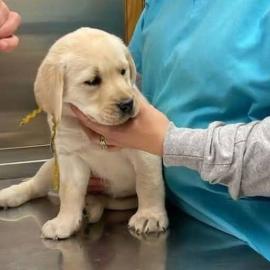 Wundersch�ne Labrador-Welpen suchen ein