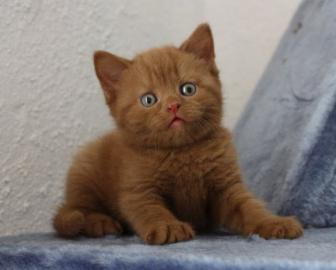 Britisch Kurzhaar Kitten mit Papieren