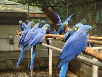 Blau und Gold Aras, Gr�ne Fl�gel Aras