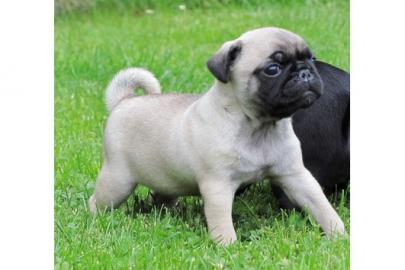 Wundersch�ne Mini Mops Welpen Schwarz Un