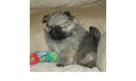 Reinrassige Zwergspitz Pomeranian Welpen