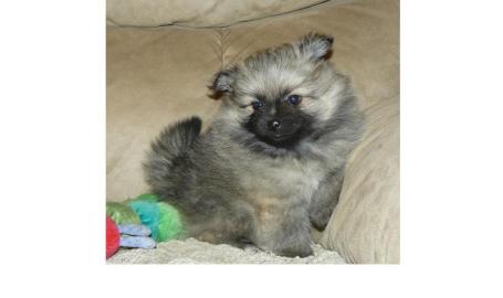 Reinrassige Zwergspitz Pomeranian Welpen