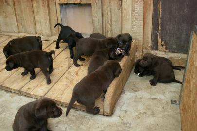 Labradorwelpen m.  Papieren, in allen Far