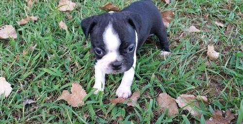 Wundersch�ne Boston Terrier Welpen !!!!