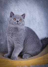 Britisch Kurzhaar Kitten reinrassig