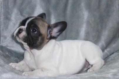 Franz�sische Bulldoggen Welpen