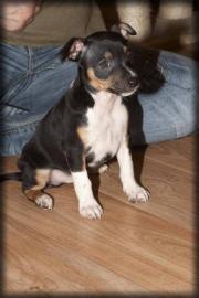 American Hairless Terrier / Rat Terrier