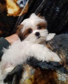 Blutiger Shih Tzus