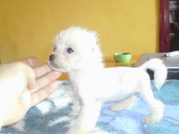 Chinese Crested Dog Baby