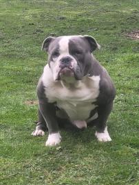 Exotic Bulldogge