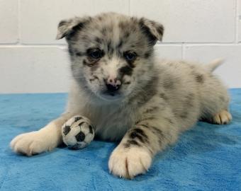 Reinrassige Pomsky Welpen