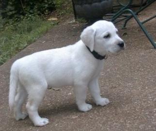 Labrador Retriever Puppies!