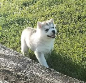 Siberian Husky puppies