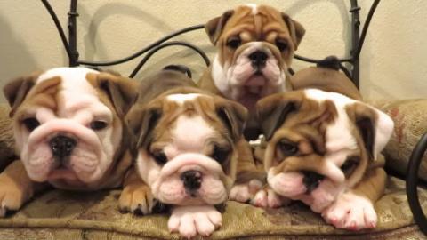 Sch?ne Englische Bulldoggenwelpen