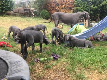 Wunderh?bsche Deutsche Doggen Welpen