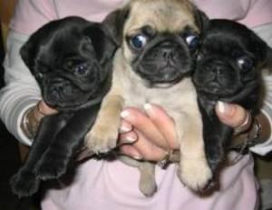 Mops Welpen m. P.  !! Wurfank�ndigung !! 1