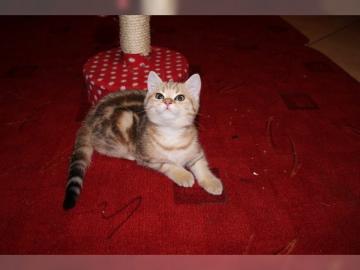 BKH Golden Tabby Classic kitten babys