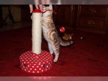 BKH Golden Tabby Classic kitten babys