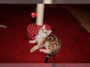 BKH Golden Tabby Classic kitten babys