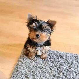 Leuke Yorkie-puppys te koop