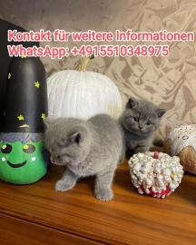 BKH Katzen-WhatsApp: +4915510348975