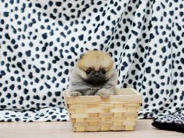 Pomerania welpen