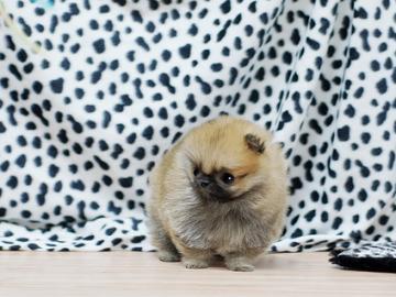 Pomerania welpen