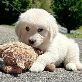 Golden Retriever Welpen zur Adoption Wha