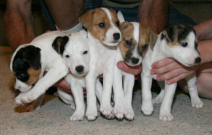 Jack Russell Wurfank?ndigung