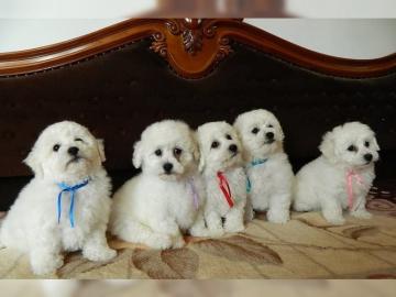 Bichon frise welpen -reinrassig