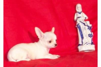 Zuckers��e MINI MINI Chihuahua Welpen!!