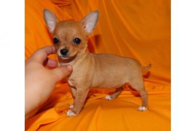 Zuckers��e MINI MINI Chihuahua Welpen!!