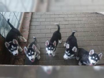 typvolle und kr�ftige Husky Welpen. 